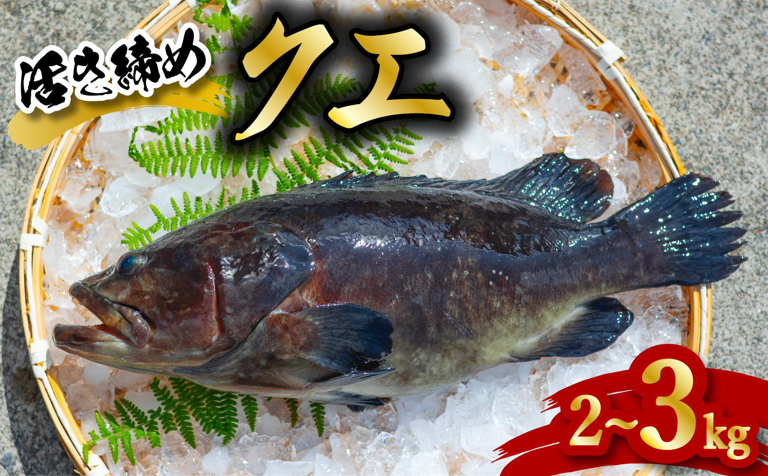クエ 活き締め 2〜3kg 本クエ アラ 鮮魚 クエ鍋 高級 高級魚 産地直送 冷蔵 養殖 国産 九絵