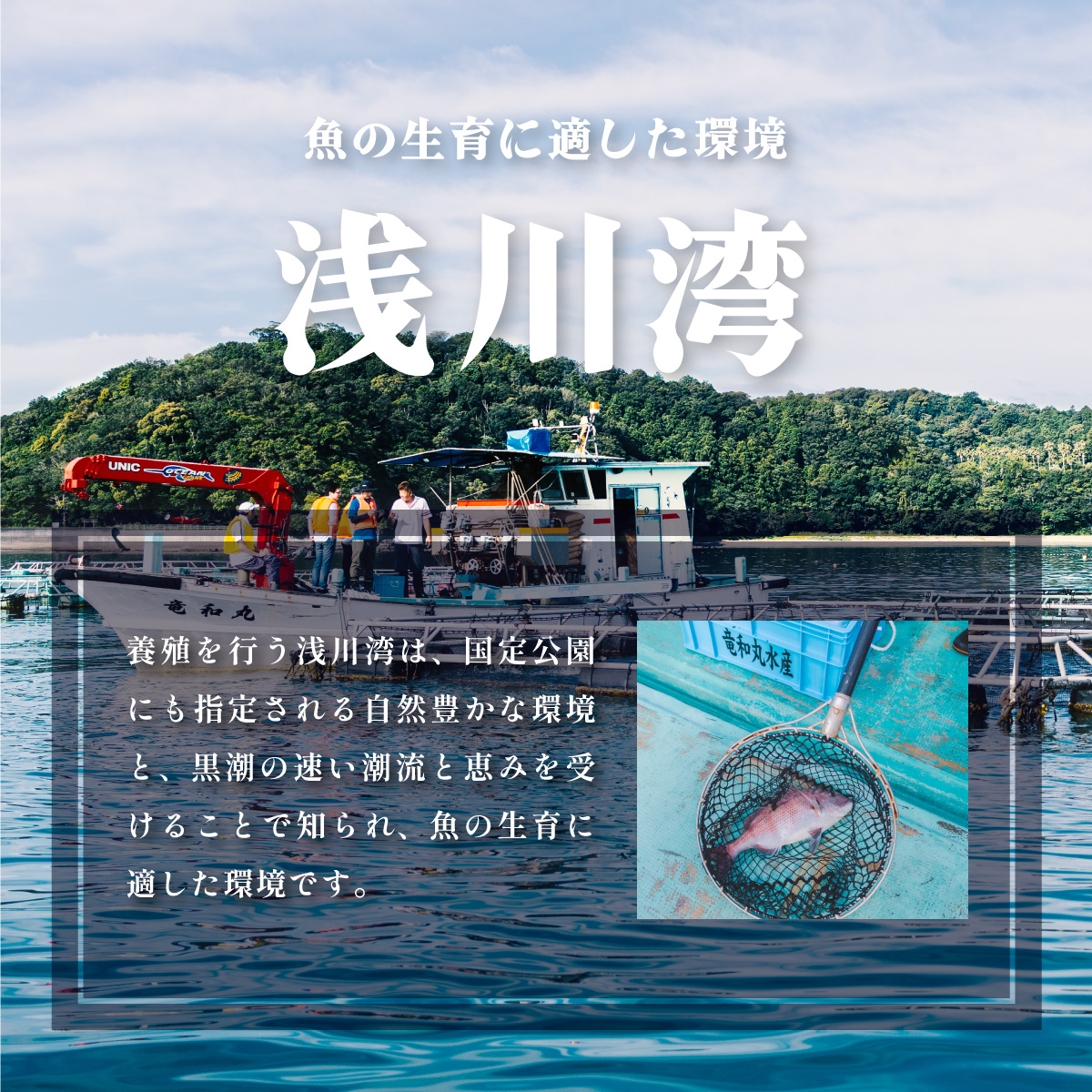 クエ クエ鍋 計900g 本クエ アラ 600g 切り身 300g 高級 高級魚 産地直送 冷凍 養殖 国産 九絵 4〜5人前