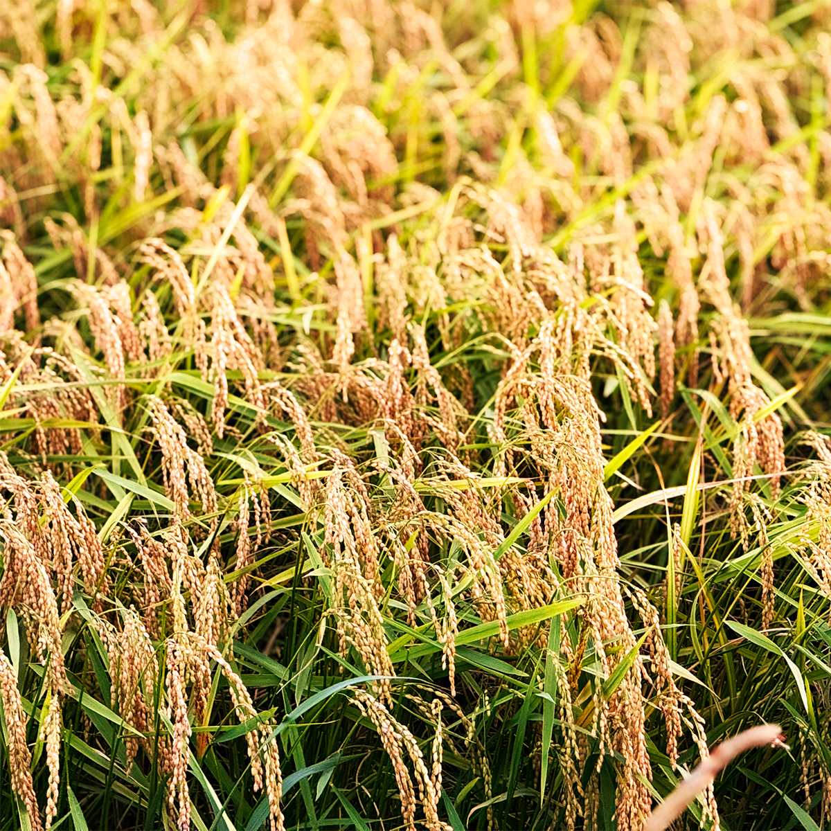 認定エコファーマー栽培！　海部清流米コシヒカリ５kg