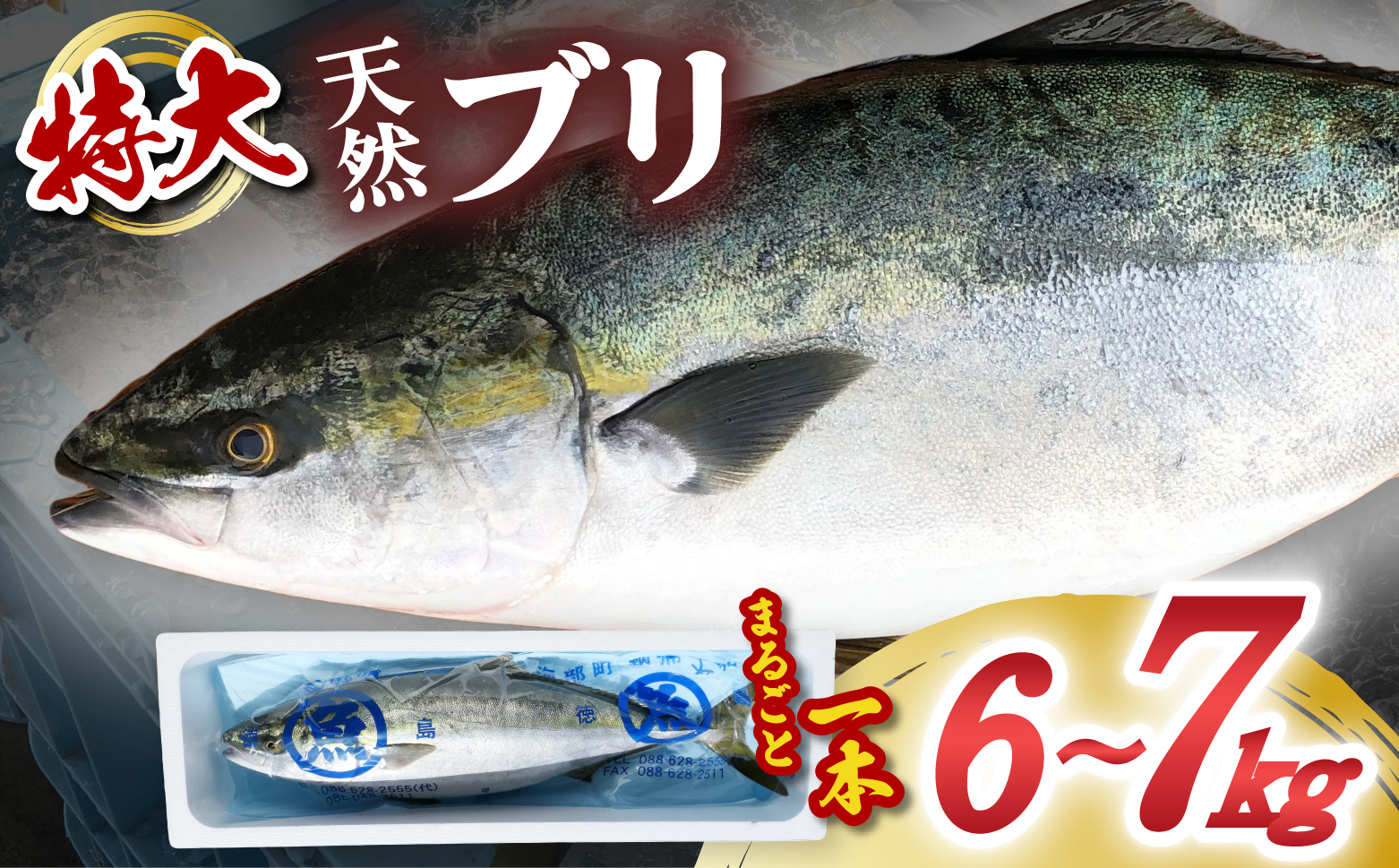 【先行予約受付中】 産地直送！ 超特大！海陽町よりブリまるごと１本をお届け！ ぶり 鰤 海鮮 新鮮 魚 国産 ぶりしゃぶ 【2026年3月下旬～4月にお届け】