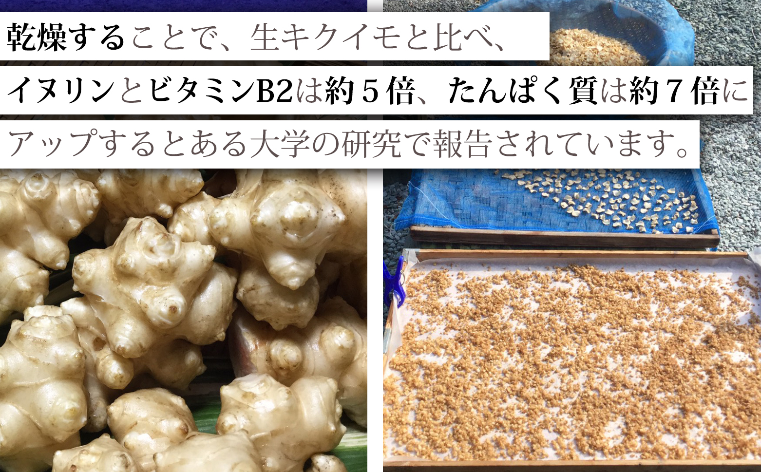 海部キクイモ顆粒 120ｇ×2袋 キクイモ 顆粒 120g×2袋 菊芋 きくいも 徳島 海部 海部キクイモ 【2025年3月中旬以降発送】