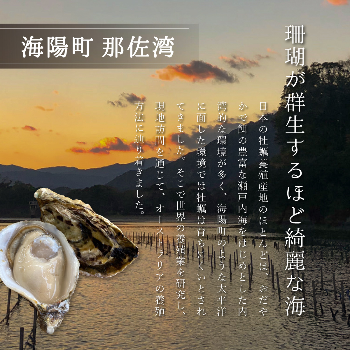 【訳あり】あまべ牡蠣 50個 牡蠣 シングルシード 生食用 殻付き かき カキ オイスター 生ガキ 生牡蠣 生がき 生かき ギフト 貝 旨味