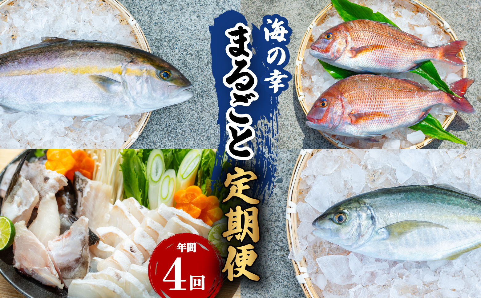 【定期便全４回】海の幸まるごと定期便 クエ くえ クエ鍋 タイ たい 鯛 カンパチ かんぱち 勘八 シマアジ しまあじ