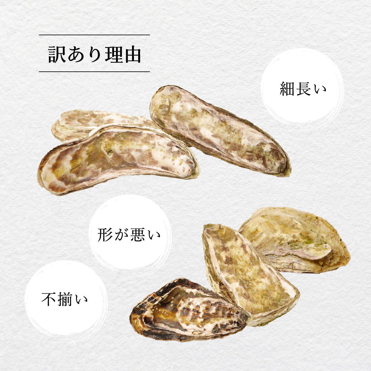 【訳あり】あまべ牡蠣 50個 牡蠣 シングルシード 生食用 殻付き かき カキ オイスター 生ガキ 生牡蠣 生がき 生かき ギフト 貝 旨味