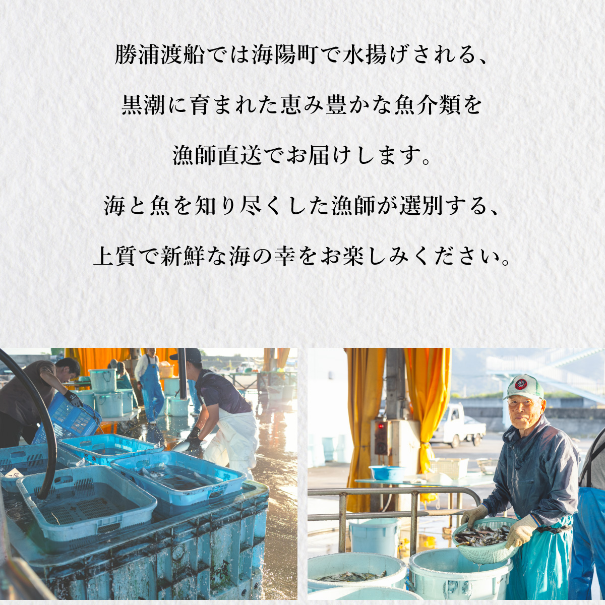 アラ 約1kg 産地直送 冷凍 下処理済 あら 𩺊 高級魚 水揚げ時重量約1kg 下処理後約900g