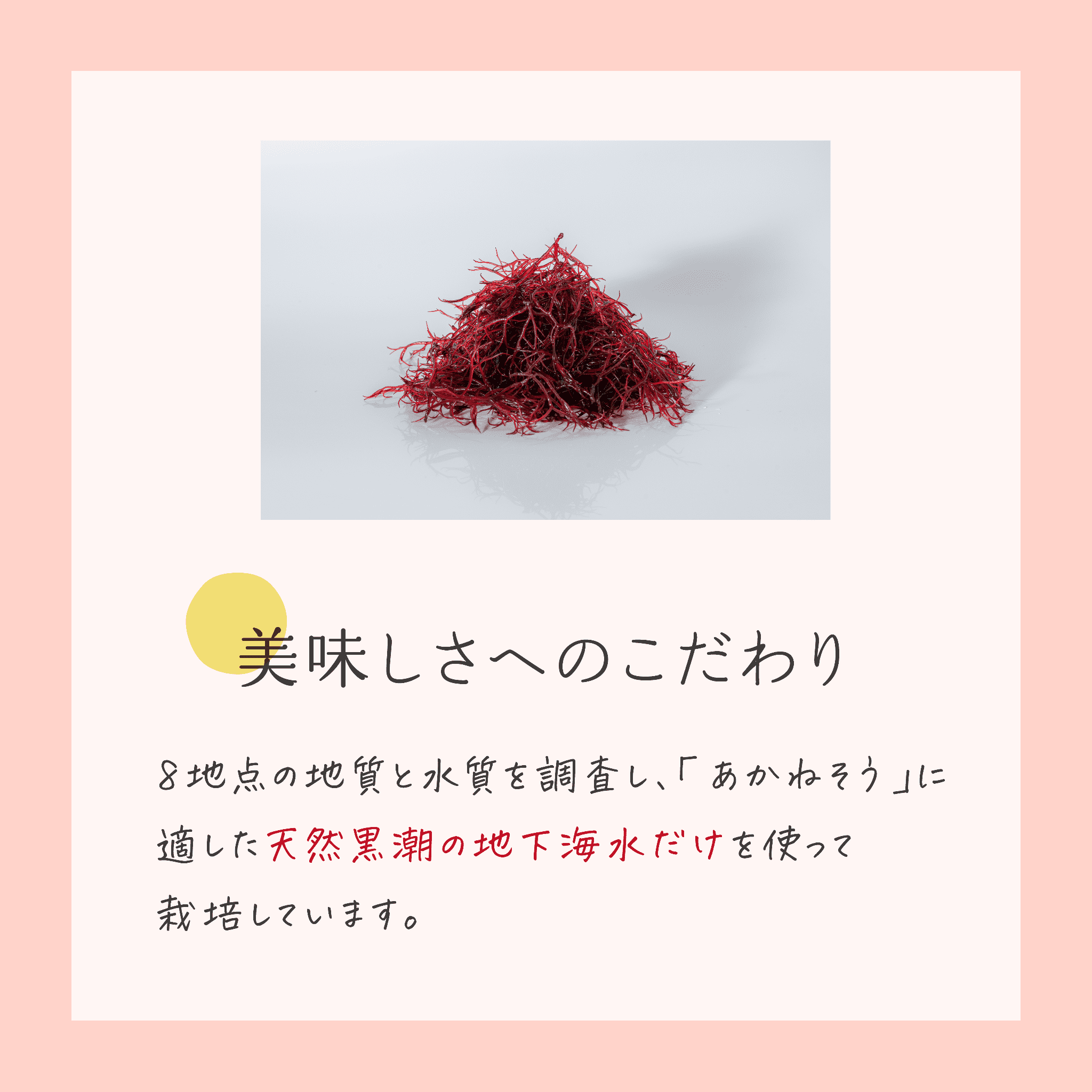 驩蛻縺溘▲縺キ繧翫ョ豬キ阯サ 豬キ縺励◎シ医≠縺九ュ縺昴≧シ会シ井ケセ辯・シ 24gテ3陲