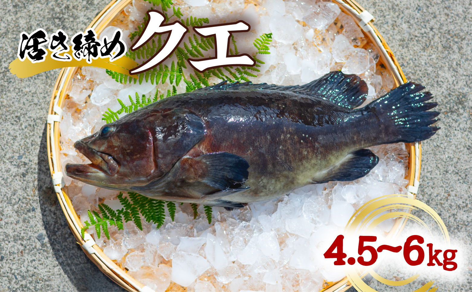 クエ 活き締め 4.5〜6kg 本クエ アラ 鮮魚 クエ鍋 高級 高級魚 産地直送 冷蔵 養殖 国産 九絵