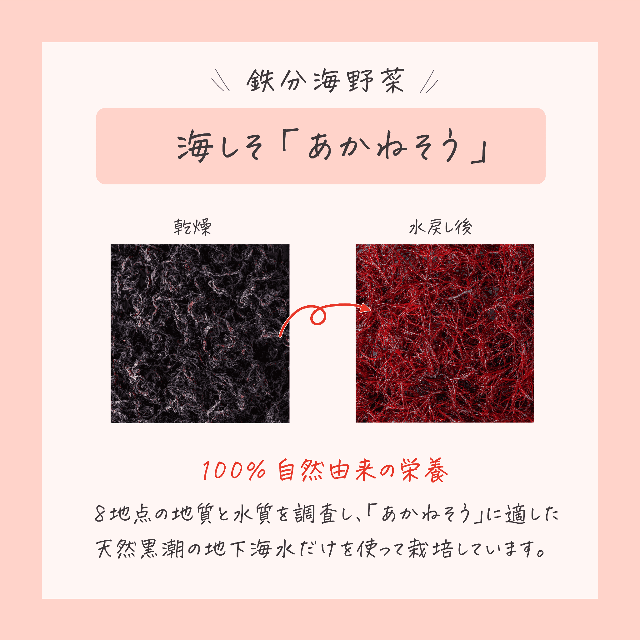 海藻２種詰め合わせセット 乾燥 海しそ（あかねそう） 30g×3袋 あおさ（ヒトエグサ） 15g×3袋