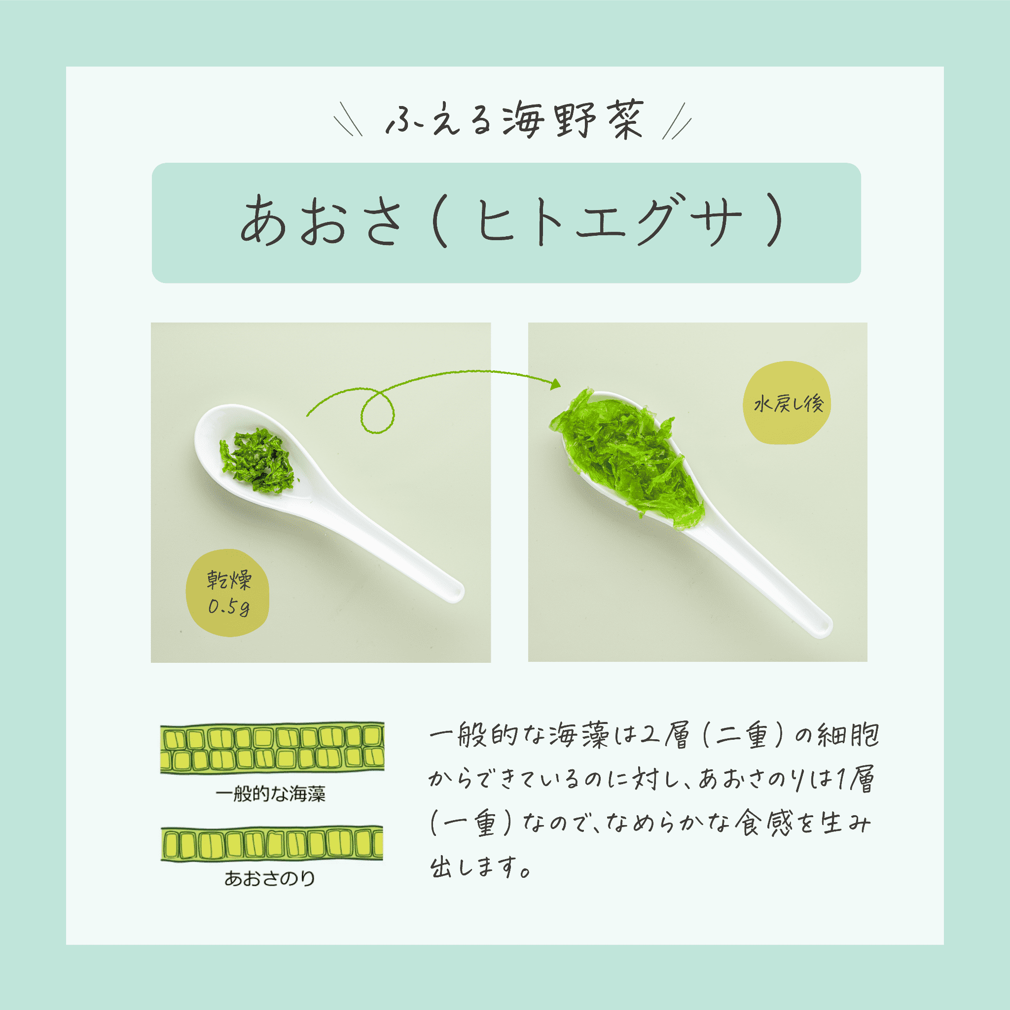 海の緑黄色野菜 あおさ（ヒトエグサ）（乾燥） 15g×6袋