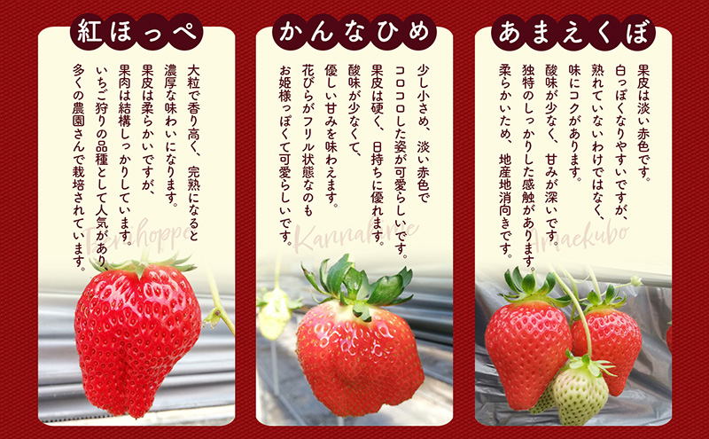 「さちのか」+3品種　個性派いちご4品種食べ比べセット　250g×4パック　『とくしま安２（安全・安心）農産物』優秀認定取得