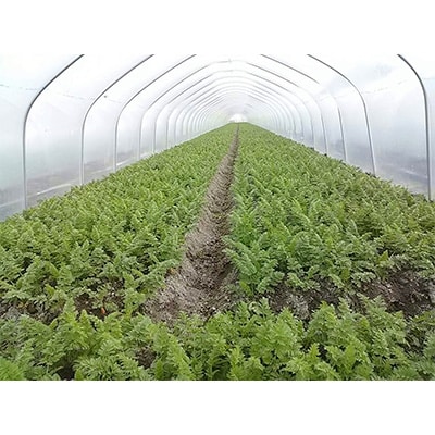 徳島県藍住町　あんちゃんふぁーむの季節の新鮮野菜セット(5品目以上)【配送不可地域：離島・北海道・沖縄県】【1084715】