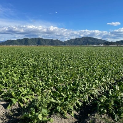 【3袋セット】阿波の千枚漬 計300g　ほどよい甘酸っぱさと昆布の旨味　パリッ!シャキッ!食感【配送不可地域：離島】【1696368】