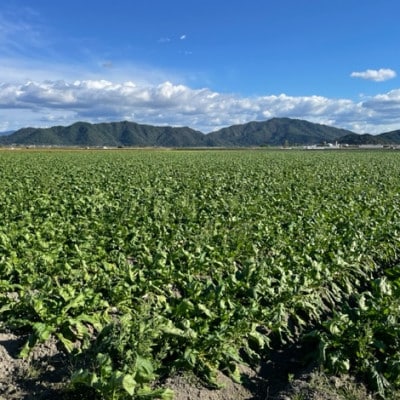 【5袋セット】阿波の千枚漬 計500g　ほどよい甘酸っぱさと昆布の旨味　パリッ!シャキッ!食感【配送不可地域：離島】【1696221】