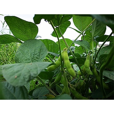 徳島県藍住町　あんちゃんふぁーむの季節の新鮮野菜セット(5品目以上)【配送不可地域：離島・北海道・沖縄県】【1084715】