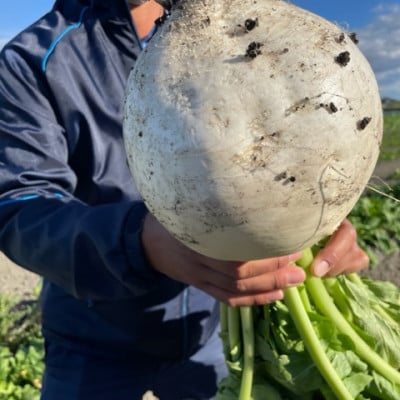 【3袋セット】阿波の千枚漬 計300g　ほどよい甘酸っぱさと昆布の旨味　パリッ!シャキッ!食感【配送不可地域：離島】【1696368】