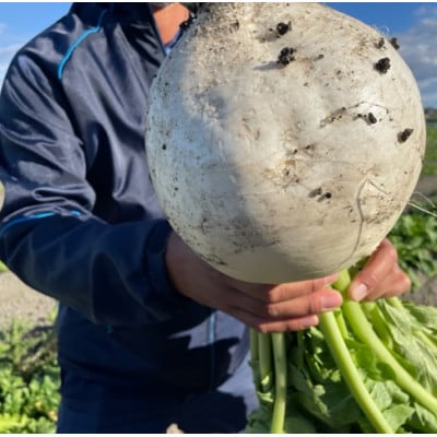 【5袋セット】阿波の千枚漬 計500g　ほどよい甘酸っぱさと昆布の旨味　パリッ!シャキッ!食感【配送不可地域：離島】【1696221】