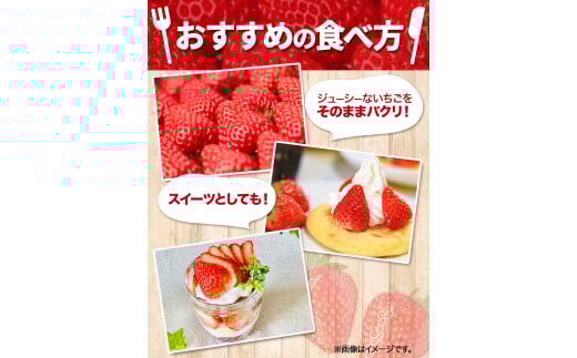 粒の大きさにびっくり！ 紅ほっぺ 0.5kg (9~12粒) 木村農園《2026年1月上旬-3月中旬頃出荷》いちご 苺 イチゴ 果物 フルーツ 送料無料 徳島県 上板町 st-p