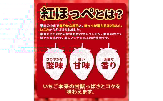 粒の大きさにびっくり！ 紅ほっぺ 0.5kg (9~12粒) 木村農園《2026年1月上旬-3月中旬頃出荷》いちご 苺 イチゴ 果物 フルーツ 送料無料 徳島県 上板町 st-p