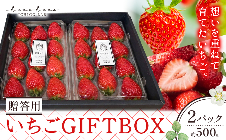 いちご 苺 贈答 ギフト ボックス 2パック 約500g ICHIGO LAB.hanahana 《1月上旬-4月下旬頃発送予定》 イチゴ 徳島県 上板町 紅ほっぺ 阿波ほうべに あまえくぼ 果物 フルーツ 送料無料
