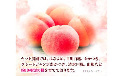 モモ もも 4kg ヤマト農園 《6月下旬‐7月下旬出荷》桃 もも 果物 フルーツ はなよめ 日川白鳳 あかつき グレートジャンボあかつき 清水白鳳 山根 ヤマト農園 徳島県 上板町 【配送不可地域あり】