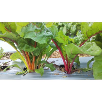 農家人が選んでお届けする「にし阿波の旬野菜詰合せ」　4〜5品【配送不可地域：離島】【1432165】