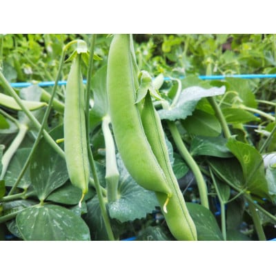 農家人が選んでお届けする「にし阿波の旬野菜詰合せ」　4〜5品【配送不可地域：離島】【1432165】