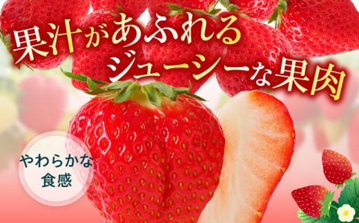 訳あり ご家庭用　さぬきひめいちご　約1.5kg【2024-11月上旬～2025-1月下旬配送】