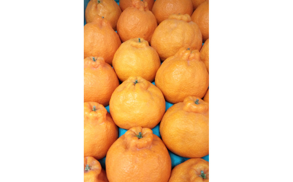 夏季まで美味しさを保つ、長期貯蔵「不知火」　約5Kg