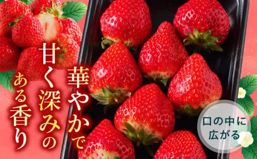 大粒厳選(1粒20g以上)!さぬきひめいちご 約1kg【2025-3月上旬～2025-3月下旬配送】