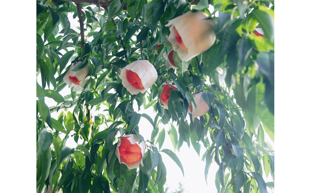 SANUKIFROZEN 桃 60g×8袋