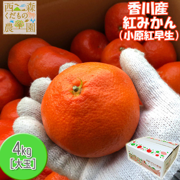 『2025年12月より順次発送』香川オリジナル品種「紅みかん(小原紅早生)」大玉4kg