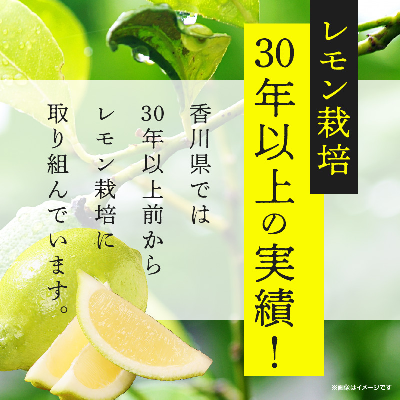 レモン　約2kg【2024年11月下旬〜2025年4月上旬配送】