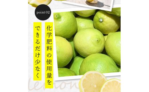 レモン　約5kg【2024年11月下旬～2025年4月上旬配送】