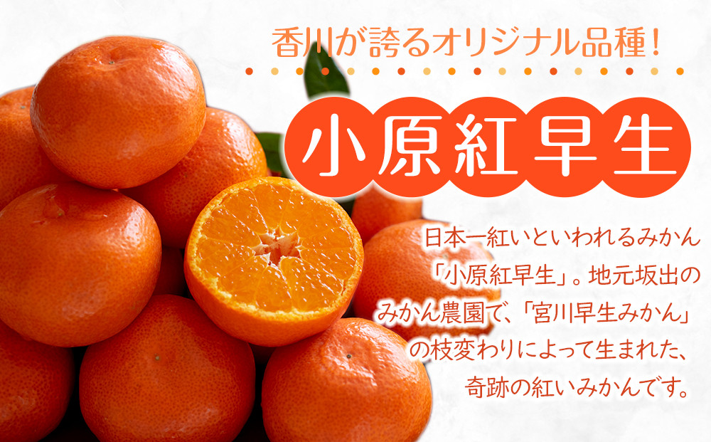 【2026年11月中旬より発送】特秀品！真っ赤なお蜜柑「小原紅早生」約3kg