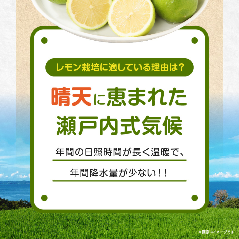 レモン　約5kg【2024年11月下旬〜2025年4月上旬配送】