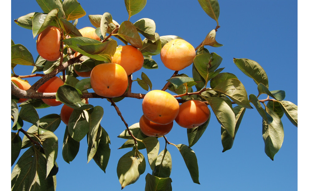 SANUKIFROZEN 柿 100g×8袋