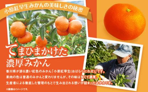 【訳あり】ご家庭用　小原紅早生みかん(サイズおまかせ)約5kg【2026年11月中旬～2027年1月中旬配送】