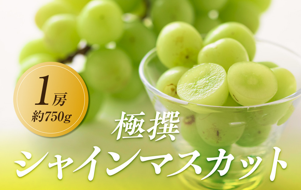 【2025年8月中旬より順次発送】極撰！大房シャインマスカット　1房(約750g)｜ぶどう マスカット シャインマスカット ブドウ 種なしぶどう 種無し 葡萄 果物 フルーツ くだもの 先行予約 2025予約 冷蔵 香川 高松