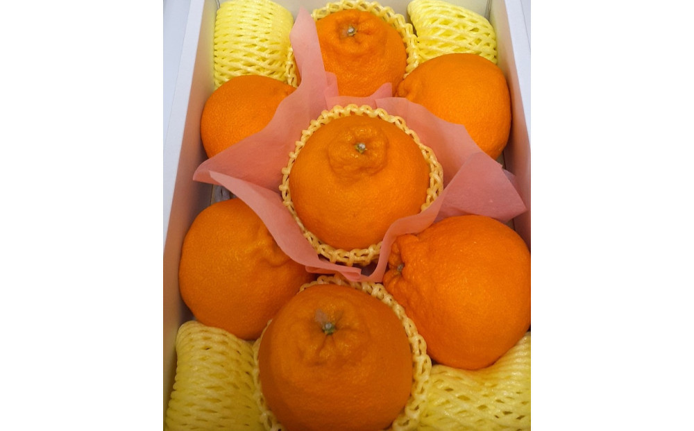 夏季まで美味しさを保つ、長期貯蔵「不知火」約2kg