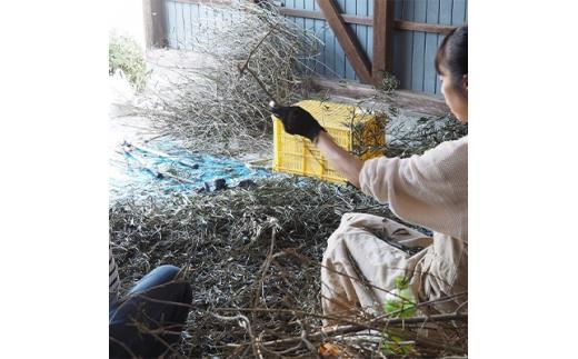 ＜受注生産＞瀬戸内がたくさん詰まった、大容量オリーブ染め帆布トートバッグ