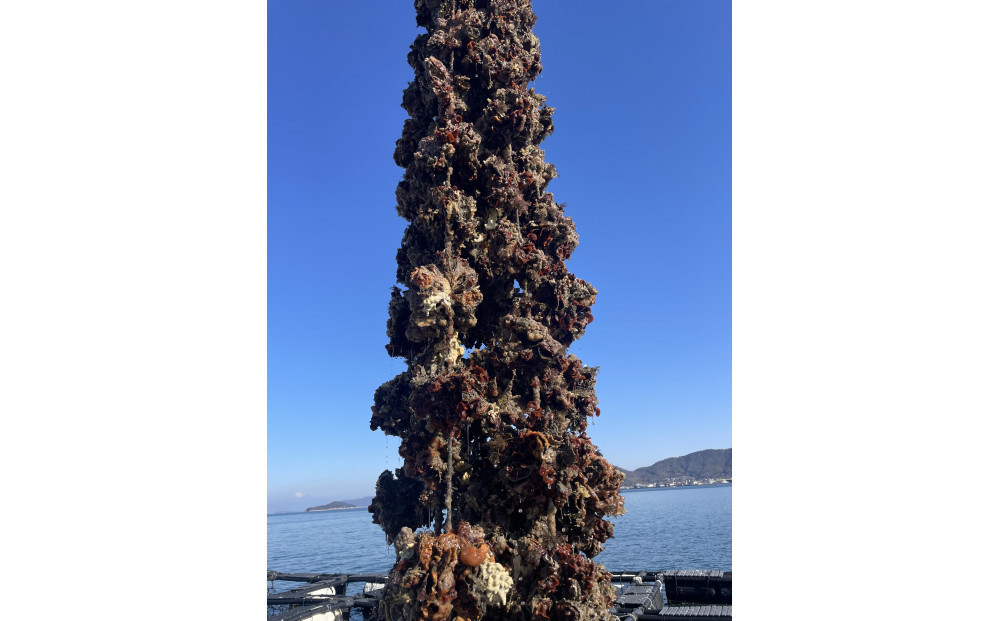 加熱用 牡蛎ムキ身1kg