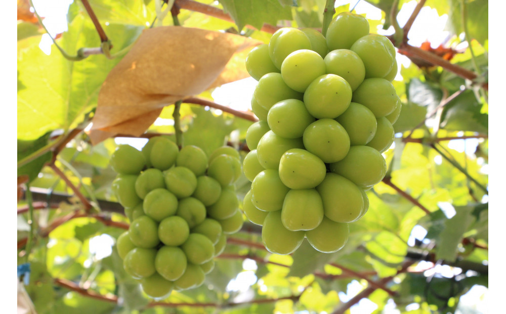 SANUKIFROZEN シャインマスカット 60g×8袋