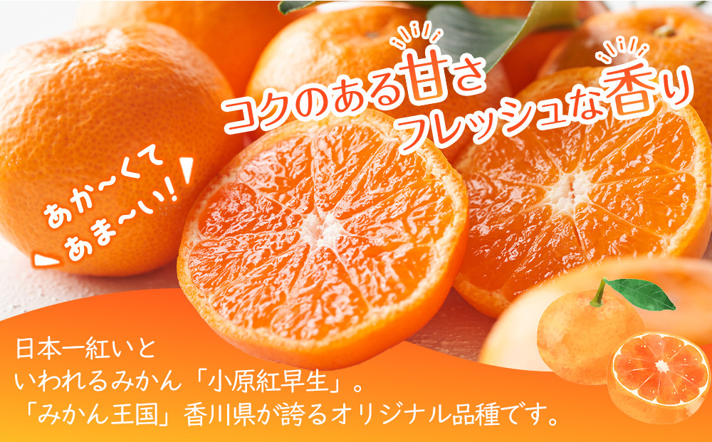 【2026年11月中旬より発送】特秀品！真っ赤なお蜜柑「小原紅早生」約3kg