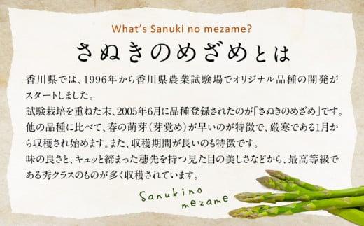 柔らかさと甘みが際立つ さぬきのめざめセミロング30cm(Mサイズ) 約1.5kg【2025-6月上旬～2025-6月下旬配送】