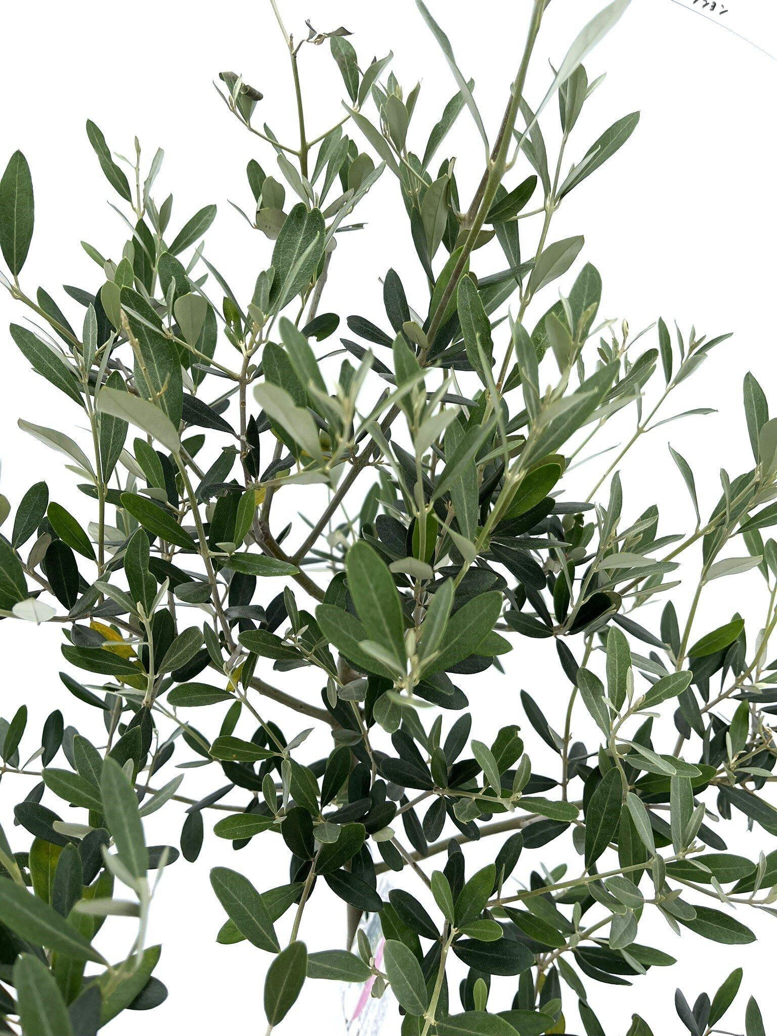 オリーブの木　XSサイズ　高さ80～100cm