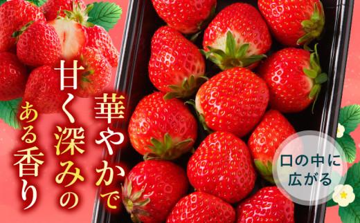 訳あり ご家庭用　さぬきひめいちご　約1.5kg【2024-11月上旬～2025-1月下旬配送】