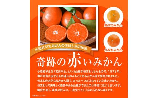 【訳あり】ご家庭用小原紅早生みかん(大玉)　約2.5kg【10月下旬～1月下旬配送予定】