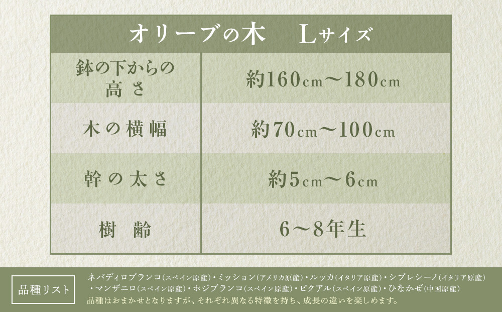 オリーブの木　Lサイズ　高さ約160～180cm