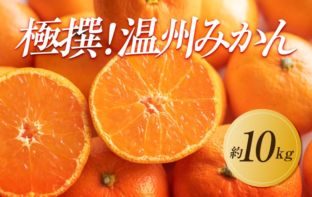 【2025年11月上旬より順次発送】極撰！温州みかん　約10kg｜果物 くだもの フルーツ 柑橘 みかん 温州みかん 人気 おすすめ 先行予約 香川 高松