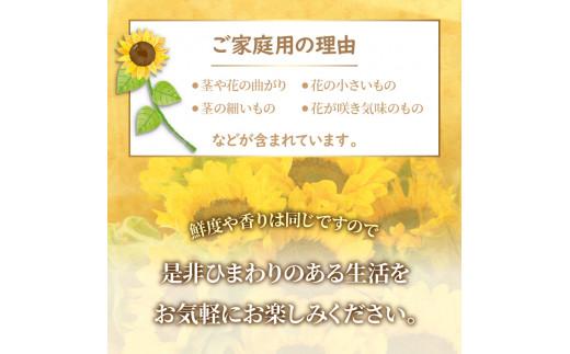 ご家庭用　ヒマワリ切花【2024-6月上旬～2024-9月下旬配送】